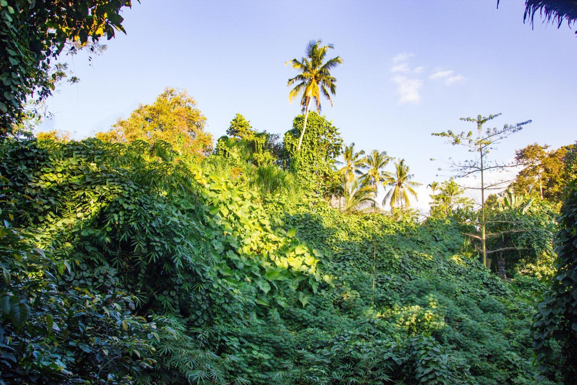 Parvati Retreat Villas Ubud Exteriör bild
